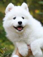 SAMOJED